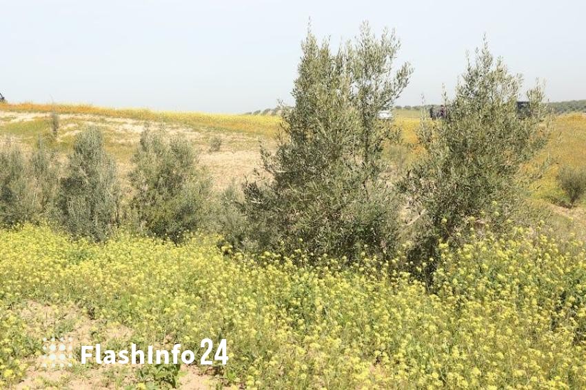 صورة المقال 1