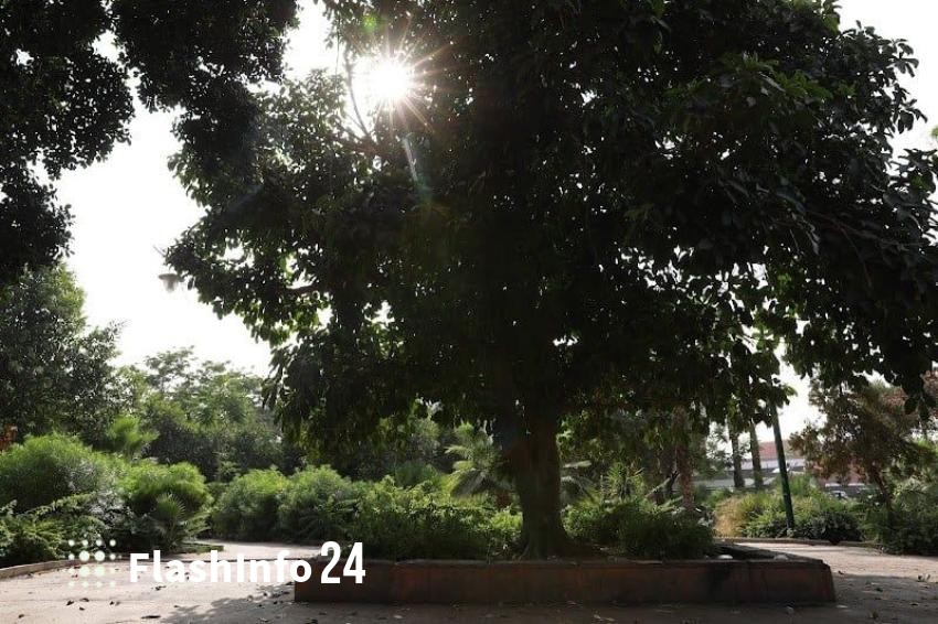 صورة المقال 1
