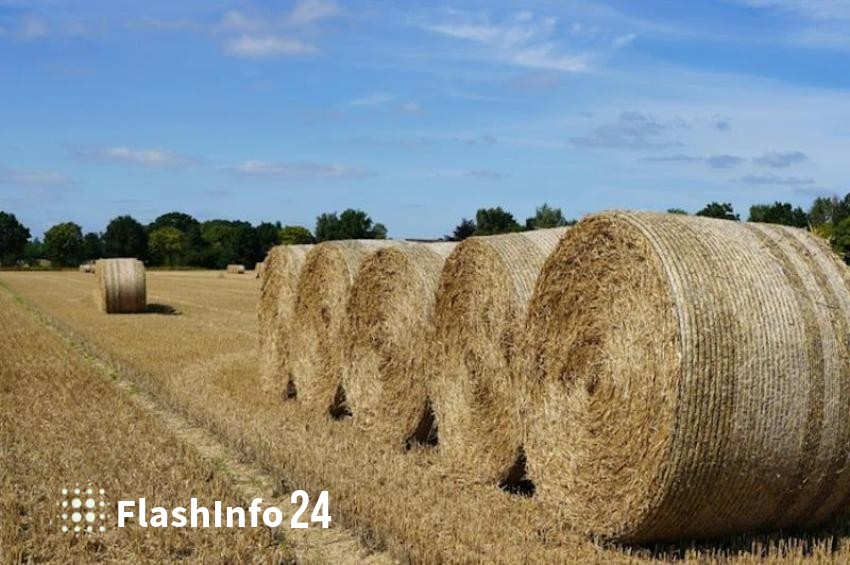 صورة المقال 1